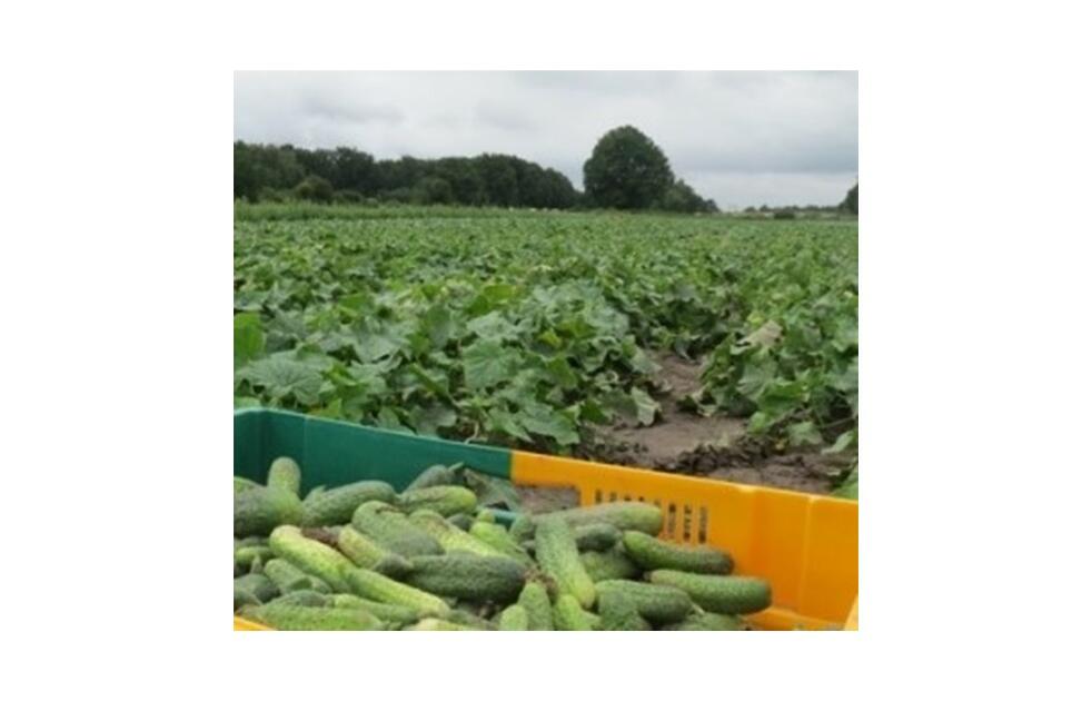 Origine France 7e campagne pour le cornichon français Réussir